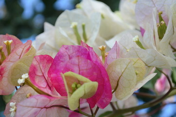 white pink green flowers close up
