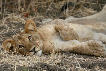 Playing Lion Cub