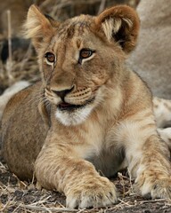 Beautiful Lion Cub 
