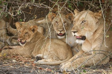 Lion family