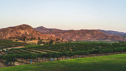 rows of grape vines at Southern California vineyard at sunset