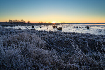 Frozen field of reed and a shollow lake on a cold winter morning.