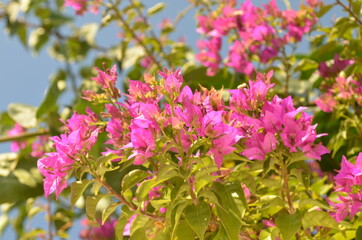 pink flowers in the garden