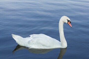Wild white swan floating on lake water at summer day.