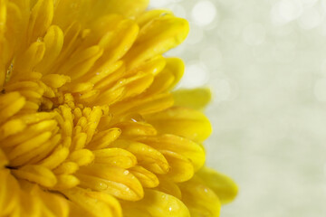 Close up of petals of yellow flower with water drops after rain, selective focus.