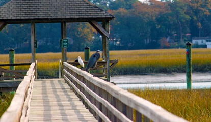 bridge with birds