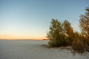 tree on the beach
