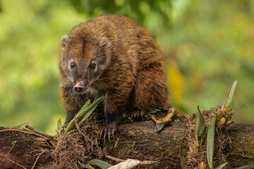 South American coati in the wild foraging for food