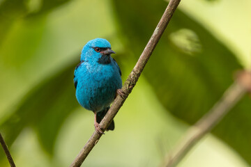 A colorful Blue Dacnis perched on a branch