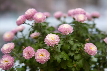 Pink Pot Mum Ping Pong Ju , a small, spherical chrysanthemum. Its flower language has the meaning of collection, good luck, and bring full of good luck.