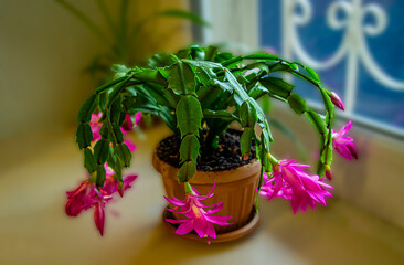 Калачик, декабрист, розы