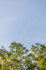 Summer background with Bamboo leaves and clear blue sky background, Tree leaves and clear blue sky background.