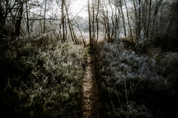 Oldenburg, Waldweg, Winter
