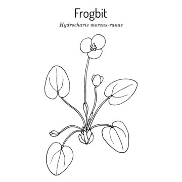 Common or European frogbit Hydrocharis morsus-ranae , medicinal plant.