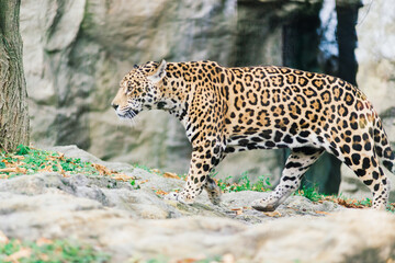 Leopard pantera padus kotiya in the rock © Ivan Zelenin