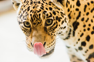 Leopard pantera padus kotiya in the rock © Ivan Zelenin