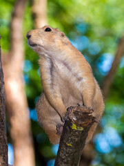 Prairie dog on high level of a tree