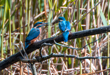 A Common Kingfisher (alcedo atthis) in the Reed, Heilbronn, Germany.