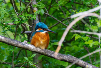 A Common Kingfisher (alcedo atthis) in the Reed, in Heilbronn, Germany
