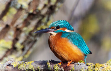 A Common Kingfisher (alcedo atthis) in the Reed, Heilbronn, Germany.