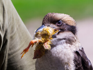Laughing kookaburra eating a chick at a bird show
