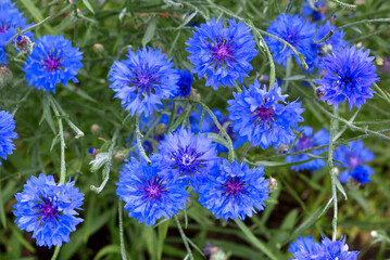 Blue flowers of cornflowers in the field.