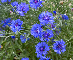 Blue flowers of cornflowers in the field.