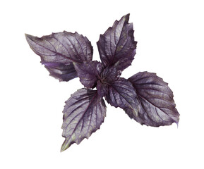Purple basil leaves.