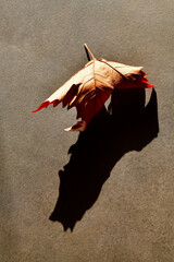Autumn maple leaf close-up. Autumn abstract composition. Macro photo.