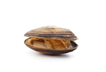 Brown mussel shell.