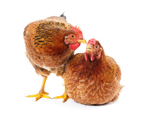 Two brown chickens.