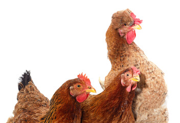 Three brown chickens.