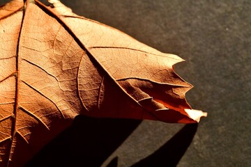 Autumn maple leaf leaf close-up. Autumn abstract composition. Macro photo.