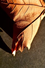 Autumn maple leaf close-up. Autumn abstract composition. Macro photo.
