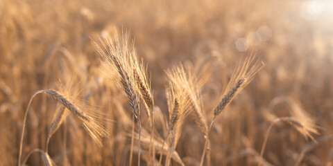 golden wheat field and sunny day