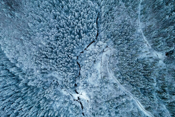 Aerial view of coniferous forest covered with shiny snow in the middle of winter. Curved river...