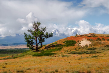 Minimalist landscape with a single bizarre cedar tree and rocks in a light fog. Mountain alpine meadow.