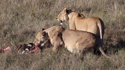 Two lionesses eat prey