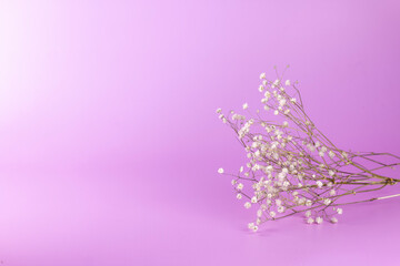 Beautiful white flower branch Gypsophila on pink background. Romantic holiday minimal concept with copy space.