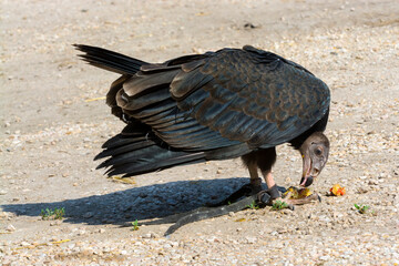 American turkey vulture is eating a chick on the ground