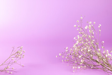 Beautiful white flower branch Gypsophila on pink background. Romantic holiday minimal concept with copy space.