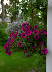 Fototapeta na wymiar beautiful flowers hanging on a hook