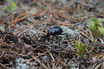 beetle ground beetle