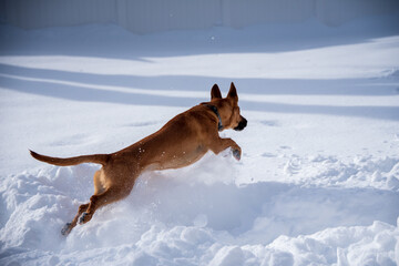 Puppy First Snow