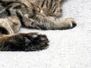 cat paw with black pillows close up