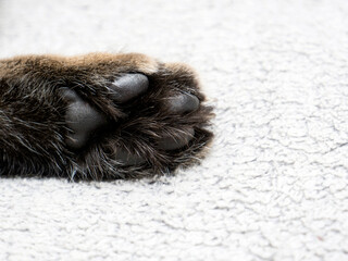 cat paw with black pillows close up