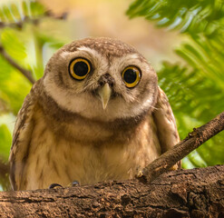 A spotted Owl looking in Camera with surprise
