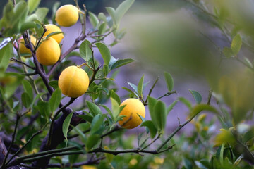 Lemons growing on the tree. Selective focus.