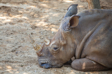 Obraz premium White rhinoceros, single mammal head with horn