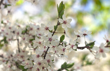 Blooming cherry tree, white flowers cherry on twig in garden in a spring day on blur nature background